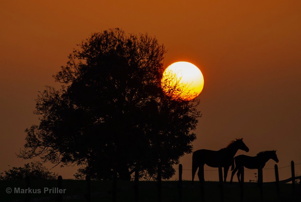 Pferdekoppel im Sonnenuntergang